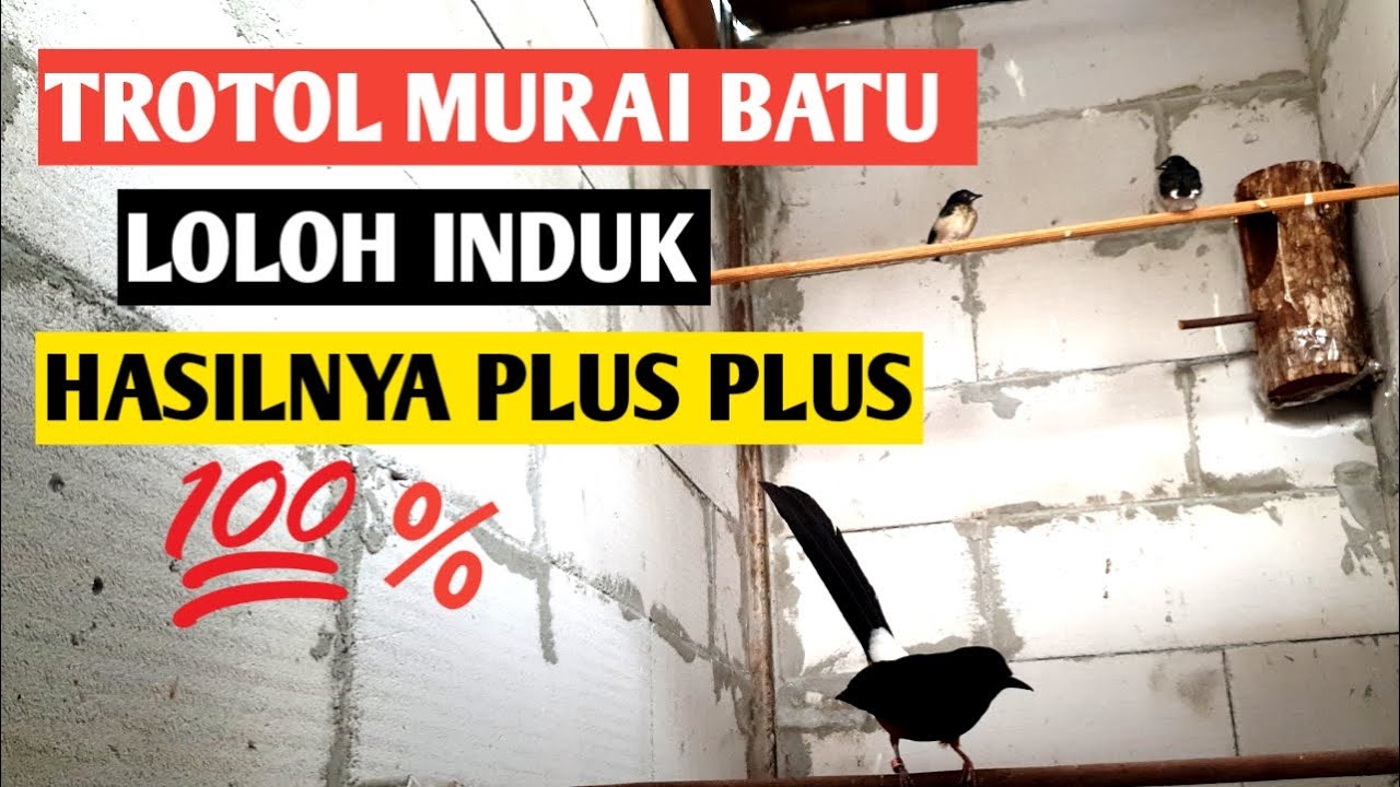 KELEBIHAN MURAI BATU TROTOL LOLOH INDUK vs LOLOH MAJIKAN !!