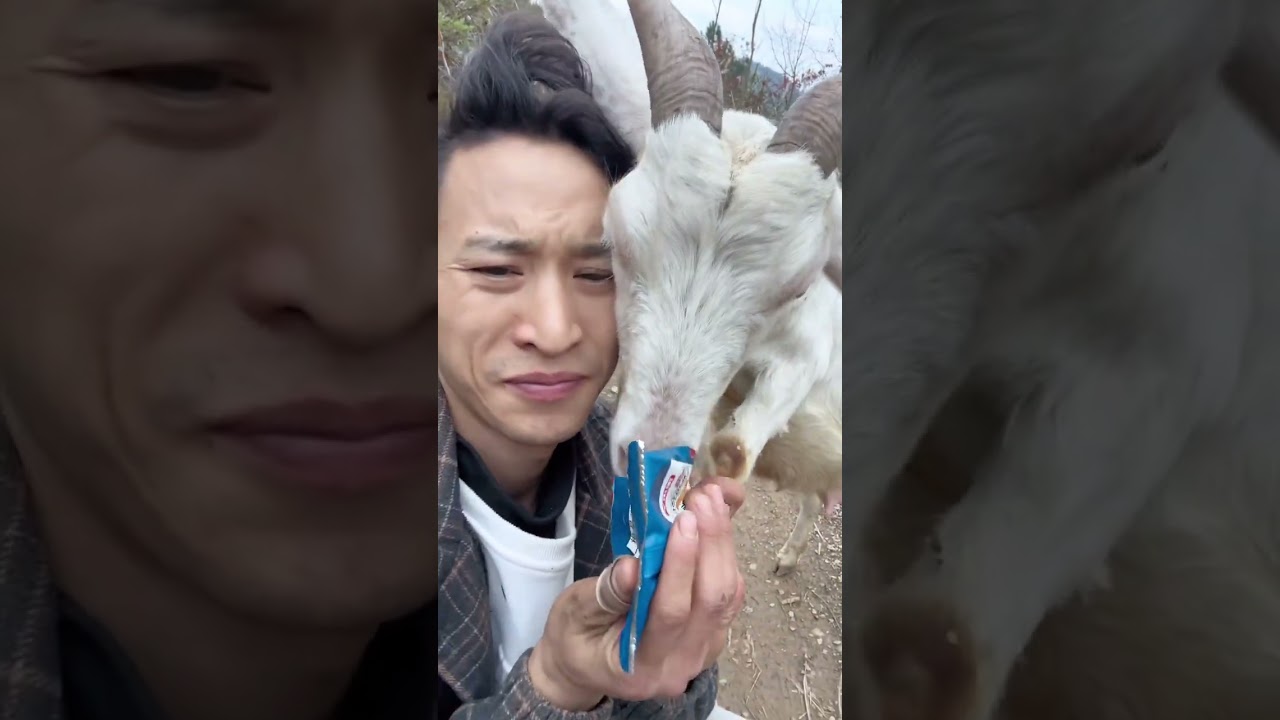 This sheep’s nose is so smart that he came just by smelling it. Young people who have returned t