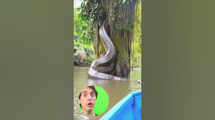 de frente com a #sucuri gigante da #amazonia #youtubeshorts #viralshorts