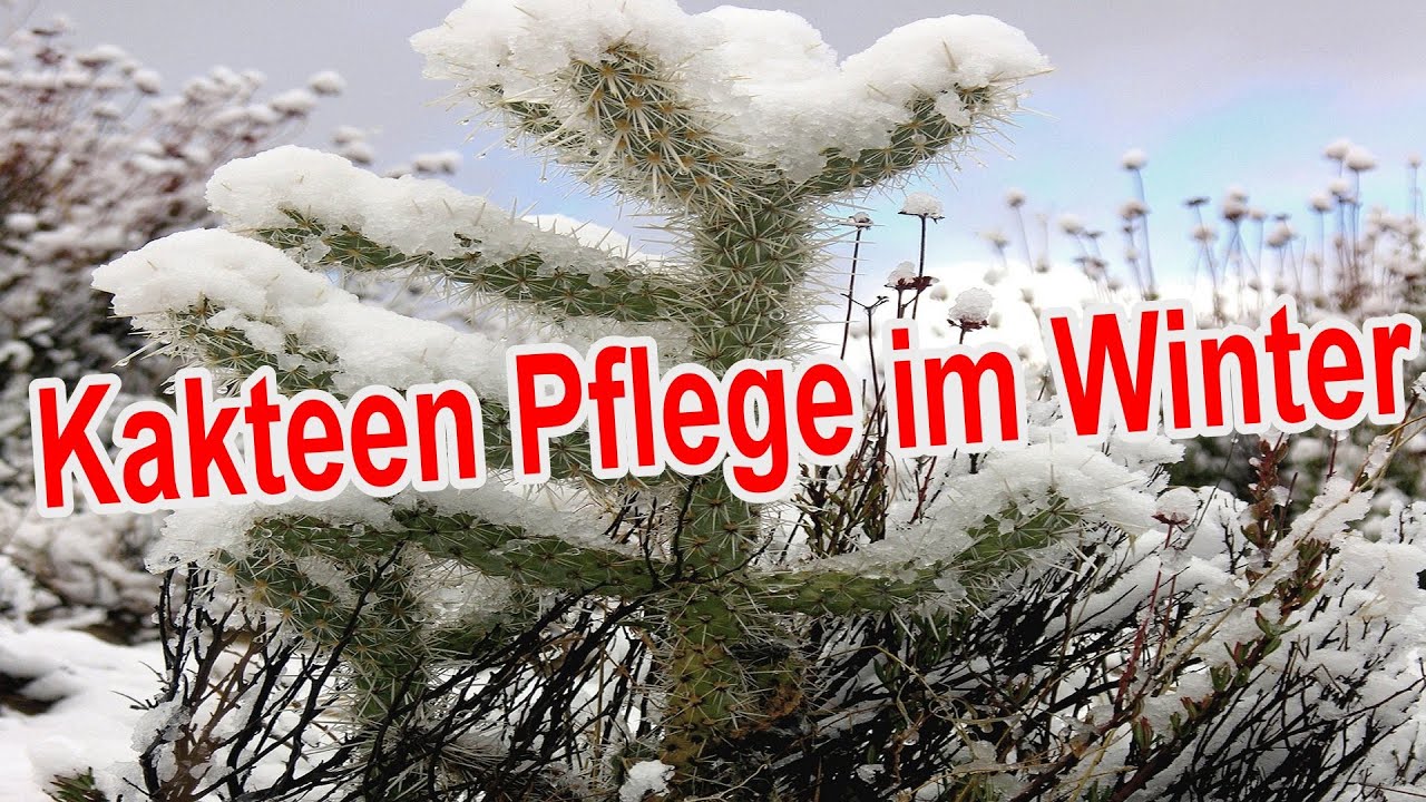 Kakteen im Winter pflegen - Kaktus berwintern, Gieen, Dngen, Standort  uvm.