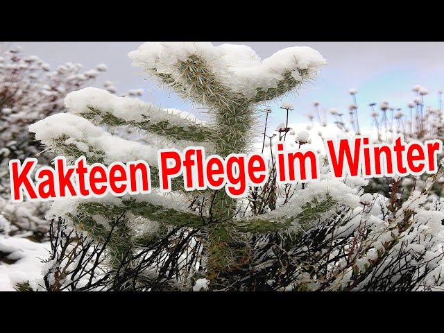 Kakteen im Winter pflegen - Kaktus berwintern, Gieen, Dngen, Standort  uvm. - YouTube