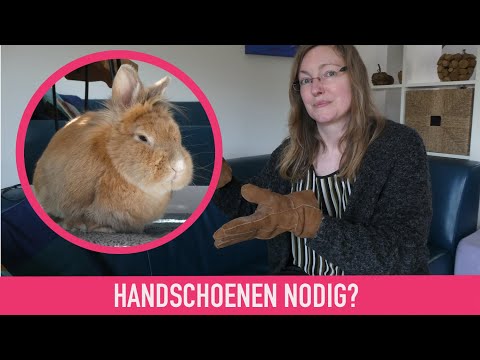 Video: Hoe behandel je schimmel op goudvissen?