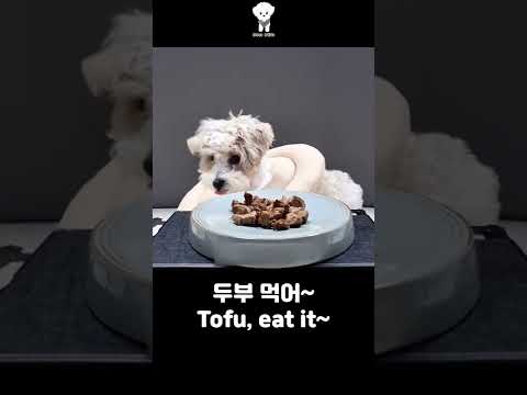 Video 중성화 수술 이후 입맛 잃어버린 강아지 - youtube
