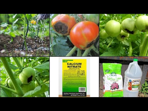 Video: Tomatoes: So That Guests From The Tropics Take Root In Our Beds