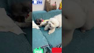 cute dog compilation video try not to laugh ?dogsanimalspetsdoglover compilation ytshorts