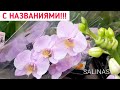 ОРХИДЕИ фаленопсис с НАЗВАНИЯМИ Salinas Summer LEROY MERLIN ЛЕРУА МЕРЛЕН орхидея orchid phalaenopsis