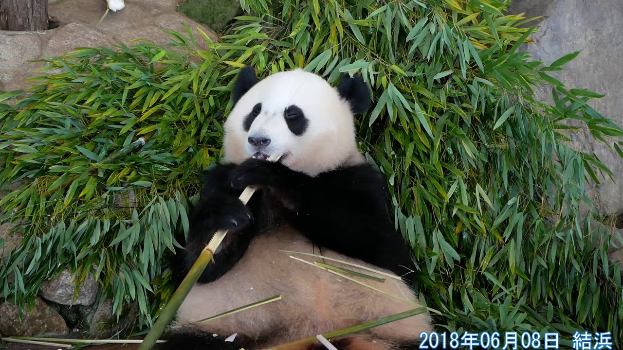 パンダ 結浜 笹より竹のほうが美味しいのかな Panda Youtube