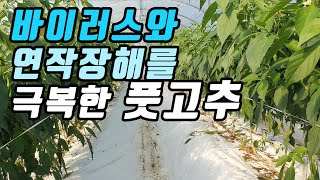바이러스와 연작장해를 극복한 풋고추 재배