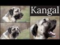 Kangal (Anatolian Shepherd) | Casual Conversation