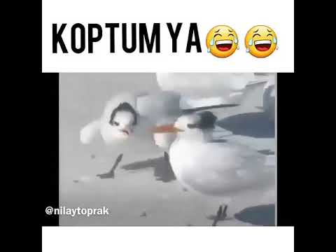 Bana arkanı dönme 😂😂😂