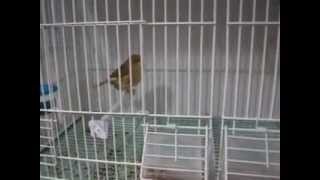Une Pee Video Sur Mon Eleage De Canaris Gloster