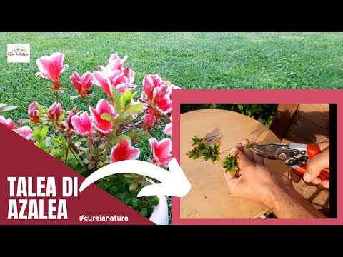 Video: Propagazione delle piante di azalea - Coltivare piante di azalea da talee