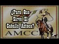 Usos Del Caballo Azteca ¿Para Que Fue Creado?🐴-Del Cerro Soy
