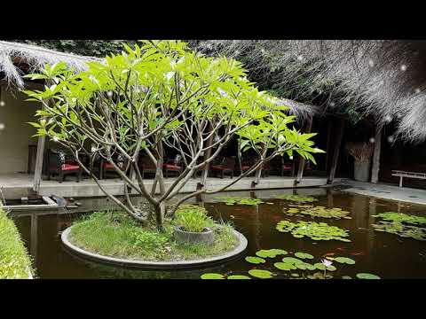溫暖的秋天~鳳文