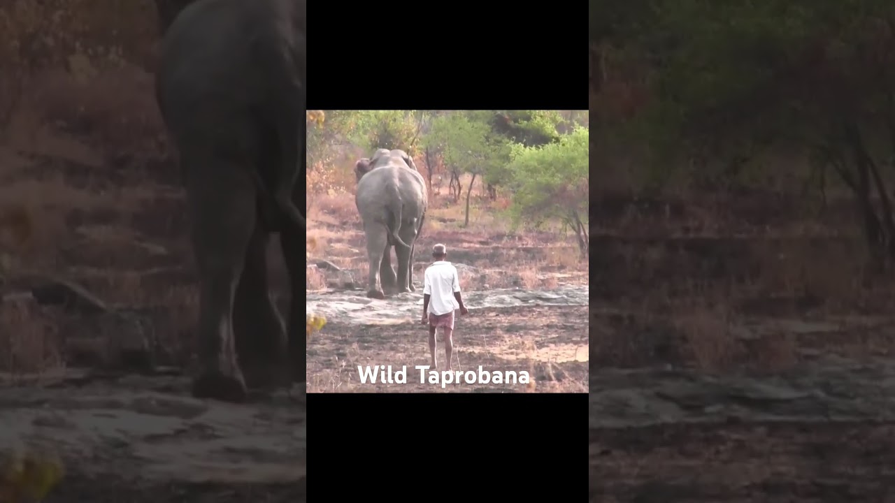 Human elephant conflict 