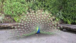 blauer pfau macht herrliches rad im zoo zürich