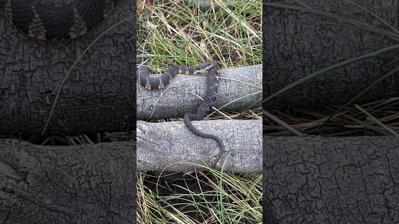 Northern water snake in the OBX has different colors than Virginia