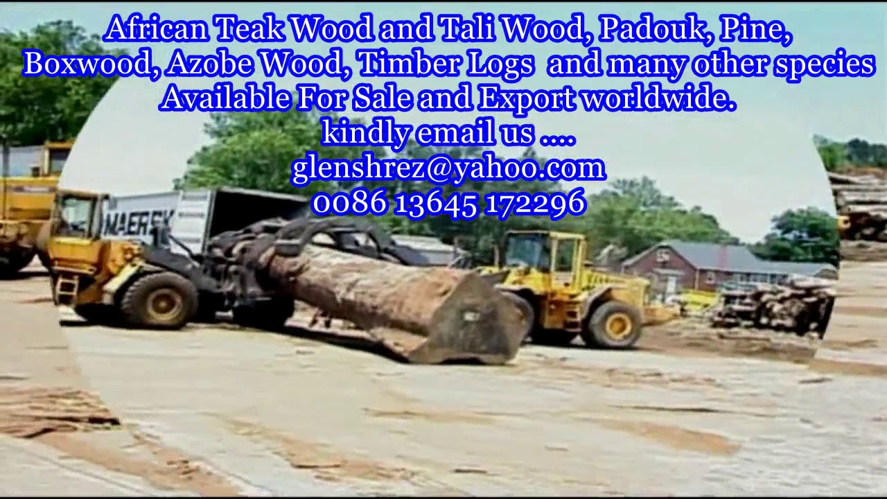 Teak Wood and Tali Wood, Padouk, Pine, Boxwood, Azobe Wood, Timber Logs