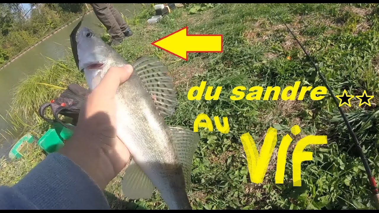 Pêche Du Sandre Au Vif Au Bouchon