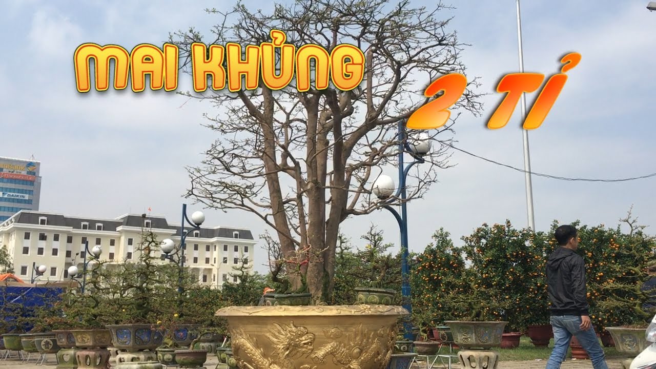 Cận cảnh cây mai