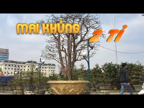 Video Cận cảnh cây mai 