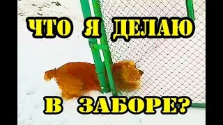 Спаниеля Сёму заборы не остановят! Спаниеля Сёму заборы не остановят!