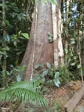 ex 200 kerja kayu balak...