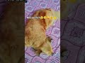 #cute #funny #shortvideo #dog #comedy #puppy #yt #youtubeshorts #shorts #pets #coolvideo #bestyoutur