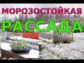 Морозостойкая РАССАДА. Что уже можно сажать в теплицу и ОГ в апреле.