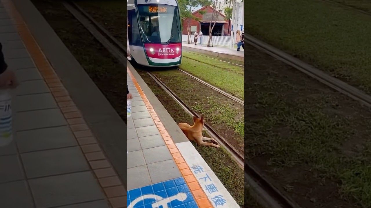 Dog Just Sitting On Train Track 