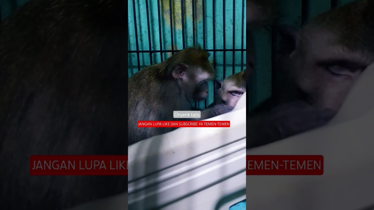 Kimmy disturbs Micky's sleep 😭😤 