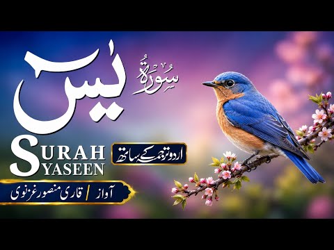 Surah Yaseen with Urdu Translation || Beautiful Quran Recitation for Peace & Healing (سورة Ep 0220