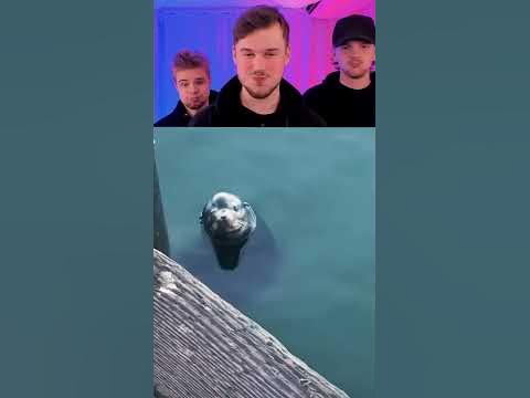 FUNNIEST ANIMALS 🐳 - YouTube