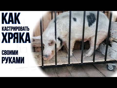 КАСТРАЦИЯ БОЛЬШОГО КАБАНА | КРУПНЫЙ ПЛАН