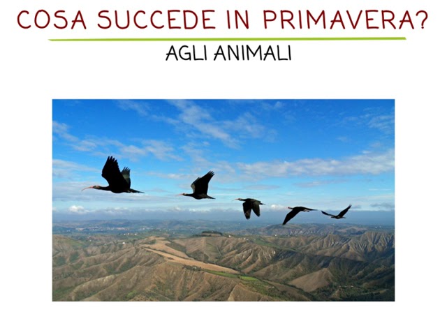 La Primavera - lezione web