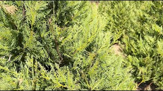 Christmas Tree Farming in Georgia: A Family Legacy at Minter’s Tree Farm