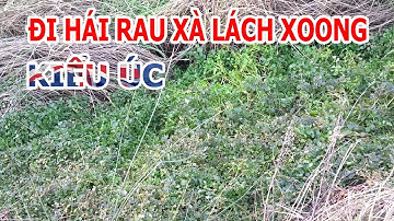 Đi Hái Rau Xà Lách Xoong | Cuộc Sống ở Úc | Nguyễn Duy Mẫn #27