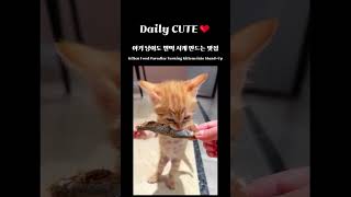 오늘의 귀여운 영상(Daily cute) / 2023년 12월 19일