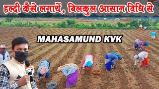 हल्दी कैसे लगाएं ,कृषि विग्यान केंद्र महासमुंद छ०ग०। Haldi kaise lagayen Kvk Mahasmund cg