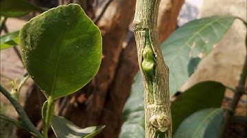how to bud graft lemon tree(bud grafting)