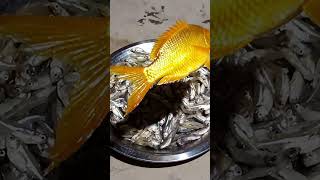 Anfra Vlog# Fresh fish Shorts video viral @druvrathi2.0-f