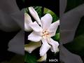 Gardenia flower or Cape jasmine  #jasmine #gardenia #flowerlove #namaste #goodmorning #subhodayam