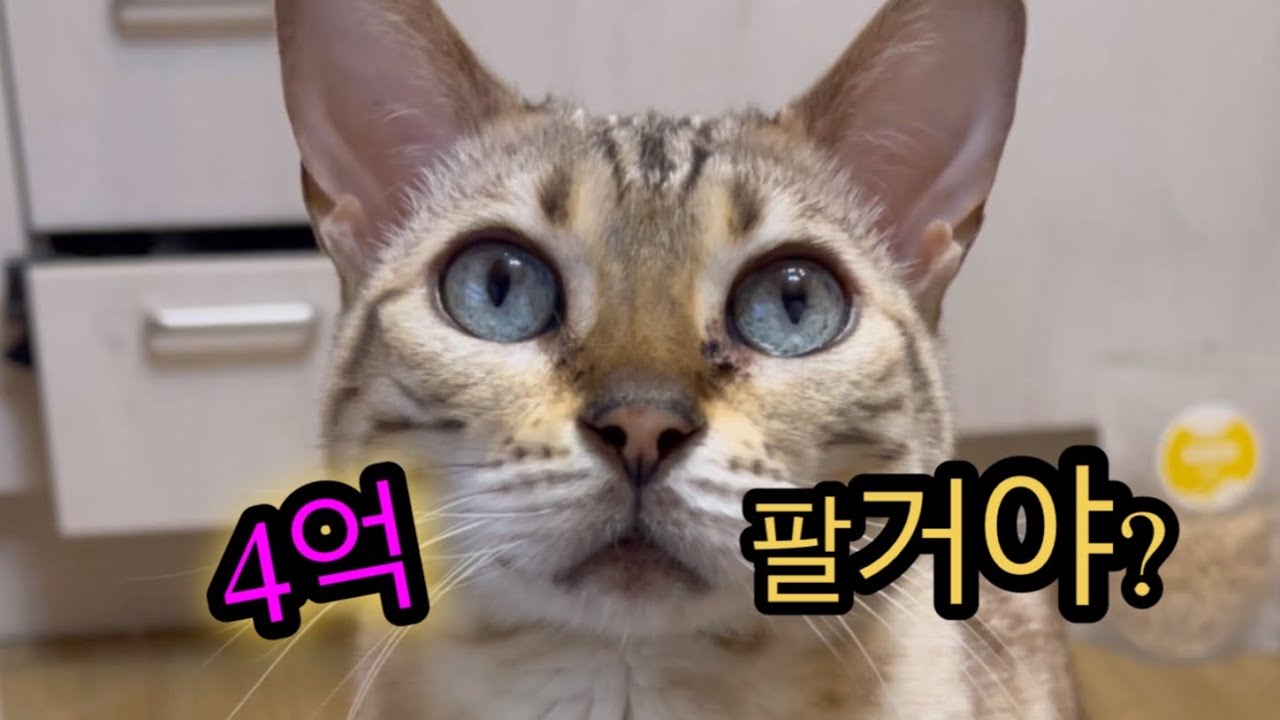 파양된 고양이를 데려 왔는데, 4억에 팔라고?