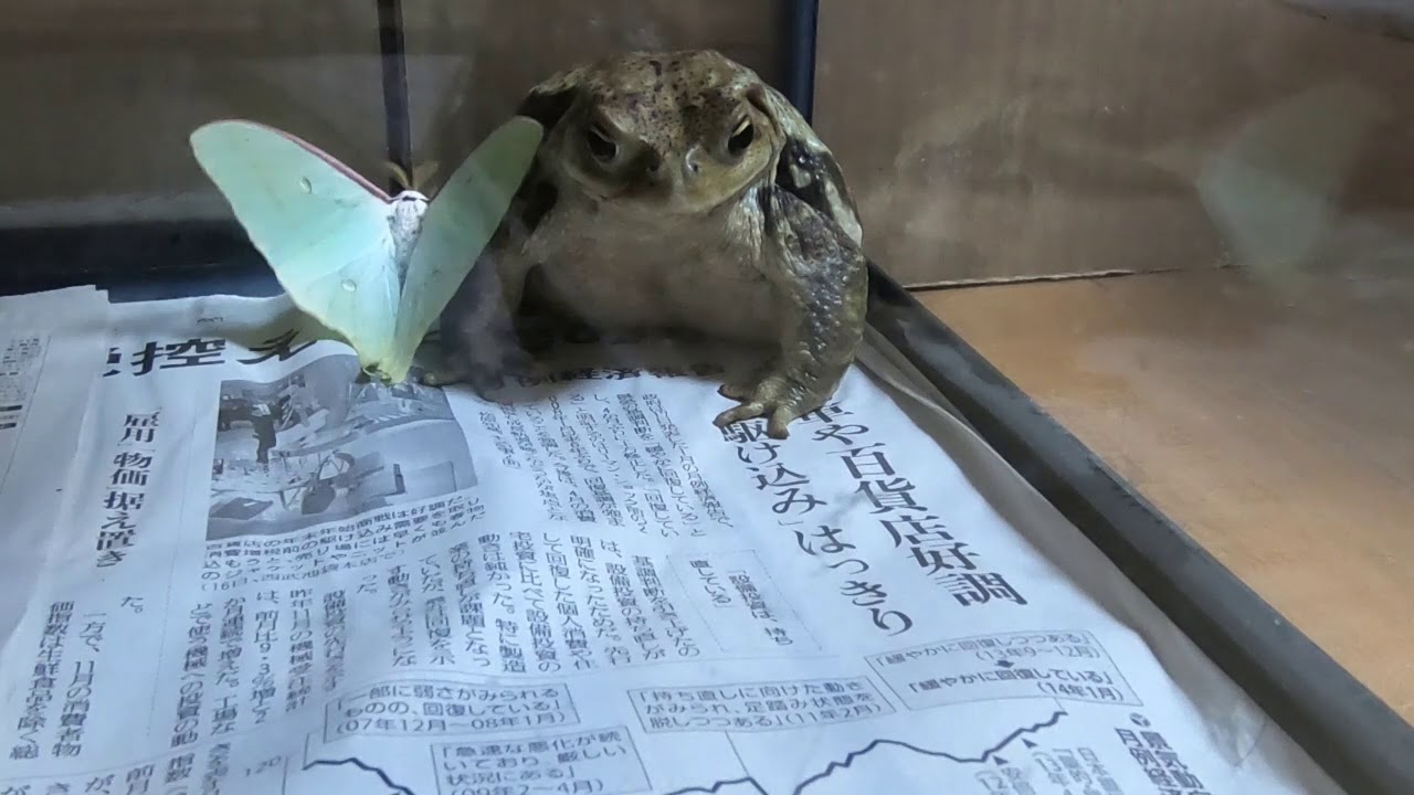 はなちゃんオオミズアオを食べる Youtube