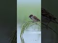 The Quiet of the Rice Fields