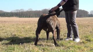 Dogo Canario Rüde Butze ( Diablo ) mit 2,5 Jahre