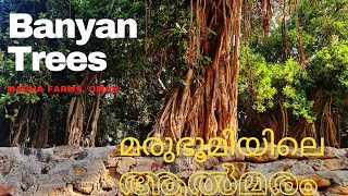 Secret Banyan Trees in MADHA Video, Looks Like KERALA | @hanskrishnan  | മദ്ഹയിലെ ആല്മരം