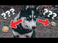 Husky Puppy Halo #23 - Husky Puppy learns that it can&#39;t have everything | #Shorts