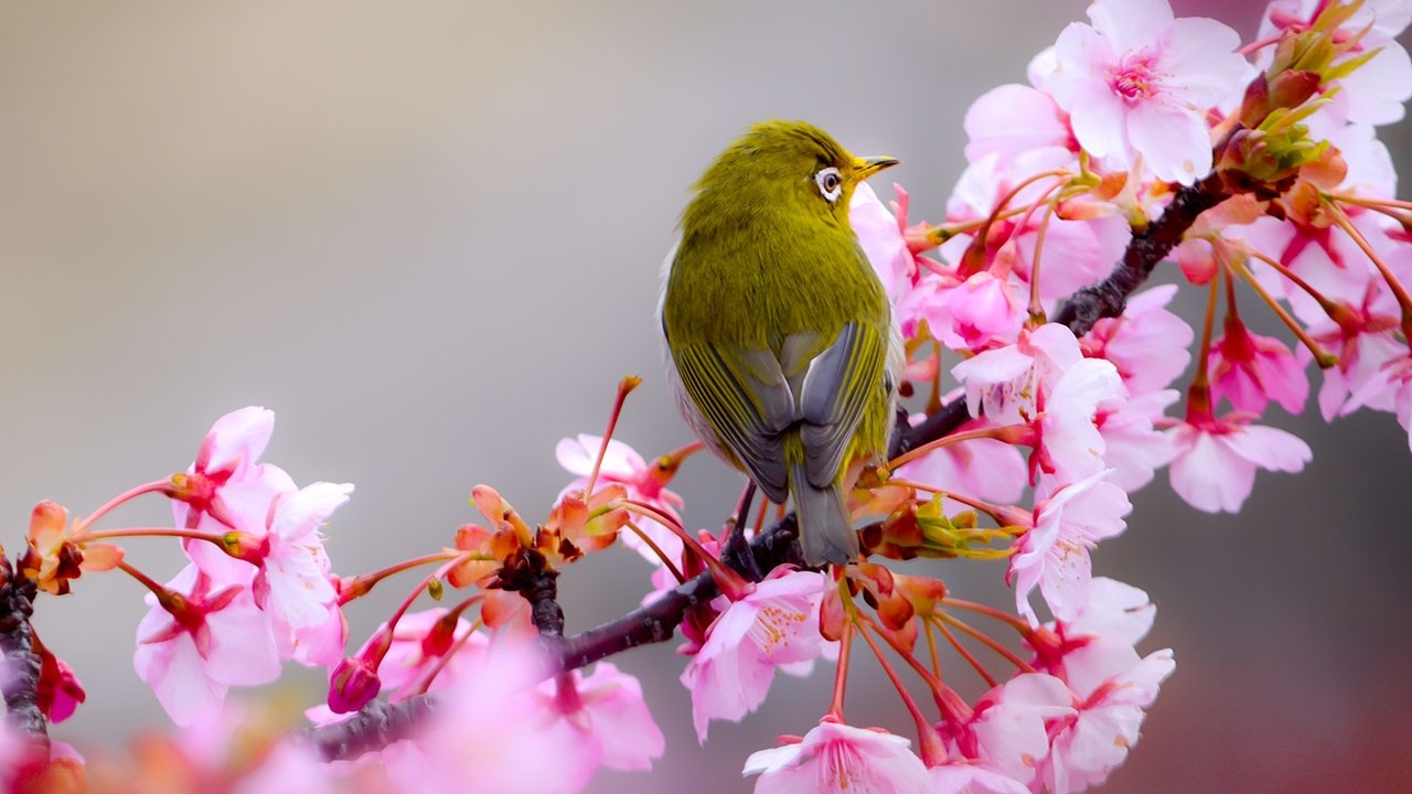 Нежная лечебная музыка здоровья и для успокоения нервной системы, глубокого релакса ! Скажи Жизни Да