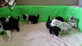 My Mini Aussie puppies - 4 weeks old